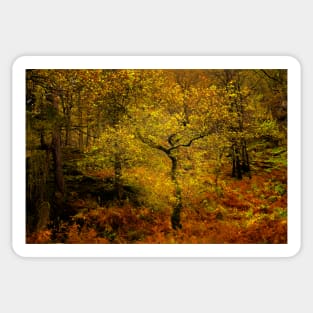 Autumn Trees Sticker